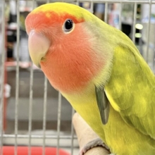 ❣️最新画像あります❣️ファンキー❤️コザクラインコ(タイガーチェリー)  2022年10月生まれ