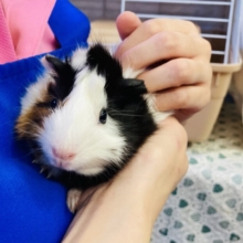 ふたつのお顔を持つ🌟キュ–ティ–モルちゃんです❤︎♀