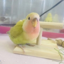 最新画像🌟激かわコザっち参上❤︎❤︎手乗りコザクラインコ(シナモン)🪶✨
