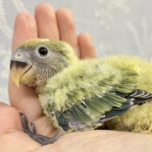 優しい色合い💕 コザクラインコ (オパーリン)2023年9月生まれ