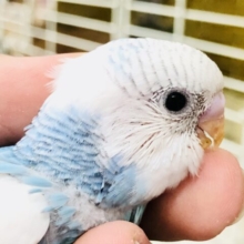 １羽１羽に個性を～！！　セキセイインコ