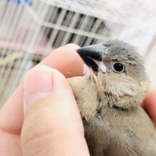 さぁさぁやってきましたこのカラー　文鳥と言えば桜文鳥ですね～♪