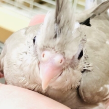 淡いシナモンカラーに～ほっぺたのチークが～無い？？　オカメインコ
