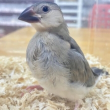 ✨最新画像✨白黒🤍🖤桜文鳥 2023年9月生まれ