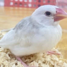 ✨️最新画像あります✨️白いぞ‎🤍 白文鳥 2023年9月生まれ