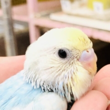 パステルな明るいカラーが人気！！　セキセイインコ