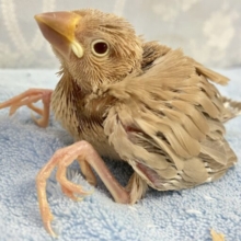 ポカポカ優しいお色🤎 シナモン文鳥 2023年9月生まれ