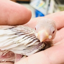 ん？シナモン文鳥？？いやこのカラーは！！　シルバー文鳥