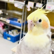 ただいま手乗り練習中！！　お手伝いしてくれますか？？