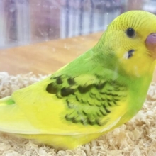 ❣️最新画像あります❣️これからのお楽しみ❣️セキセイインコ(パイド) 2023年8月生まれ