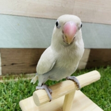 美白の綺麗なシロちゃんです♪シロボタンインコ！！
