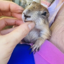 最新画像🌟ベタ慣れ❤︎愛に溢れるくっつき虫さん❤︎ プレーリードッグ女のコ♀