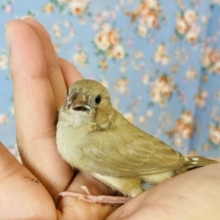 最高の羽色🪶✨手乗りキンカチョウ雛ちゃん❤︎