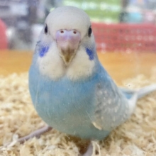 ❣️最新画像あり❣️白と水色のドレスにきゅん💙 セキセイインコ(ブルースパングル)2023年9月生まれ