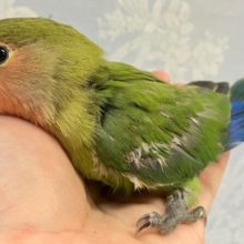 ❣️最新画像あります❣️温かグリーン💚 コザクラインコ ノーマル 2023年9月生まれ