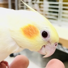 【最新画像更新☆☆カキカキ大好きです！！】オカメと言えば～～？？？　このカラー！！