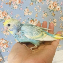 キラキラ輝く✨最高の色合い❤︎手乗りセキセイインコ(スカイブルー)🕊🫧