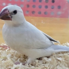最新画像✨白寄りのグレー🩶シルバー文鳥 2023年9月生まれ