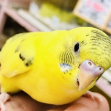 輝く黄色にアクセントは黒い模様♪　セキセイインコ