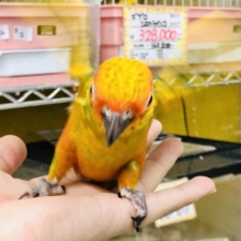 まるで海岸で見る夕日のような明るいオレンジ・・・　コガネメキシコインコ