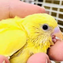 クリクリおめめでロックオン！　セキセイインコ