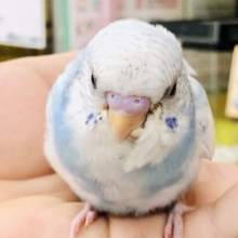 綺麗な青空です！　セキセイインコ
