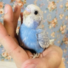テチテチ近づくよ❤︎手乗りセキセイインコ(ブルースパングル)🫧