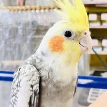 徐々に馴れてきました！！　オカメインコ