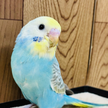 【最新画像更新🪄】食欲なら誰にも負けないぞ！！！セキセイインコ(レインボー) ヒナ