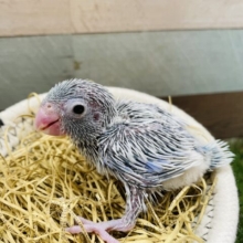 突撃！！とっても可愛いちび怪獣のおまめちゃん♪マメルリハインコのアメリカンホワイト！