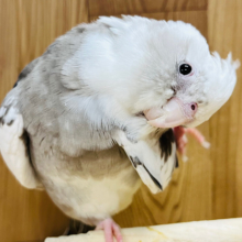 【最新画像・動画更新🪄】食いしん坊なちびっこ恐竜🦖オカメインコ(WFパイド) ヒナ