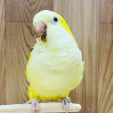 【動画更新🪄】この子がいると穏やかです♡オキナインコ(ルチノー)