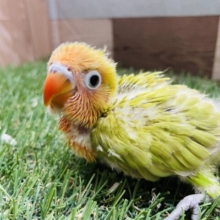 最新画像あります☆これからお色が出てくるのが楽しみなコ！ヤマブキボタンインコ！