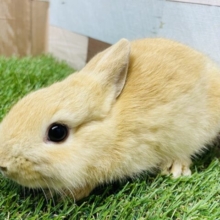 キュンな見た目の可愛いうさちゃん💕ネザーランドドワーフのオレンジ！