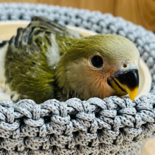 【最新画像更新🪄】この子の周りの時間はゆっくり進みます◎コザクラインコ(オリーブ) ヒナ