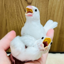 【最新画像更新🪄】仲良しコンビ🍒白文鳥 ヒナ