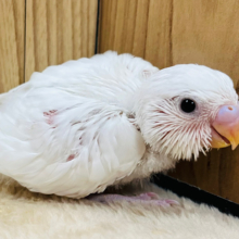 真っ白天使ちゃん♡セキセイインコ(ダブルファクター) ヒナ