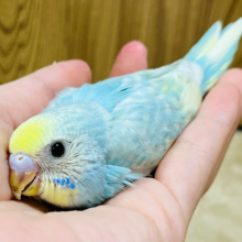 手のひらピタッと密着します♡セキセイインコ(パステルカラーレインボー) ヒナ