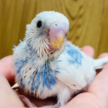 すっきり青空カラー🩵セキセイインコ(パイド) ヒナ