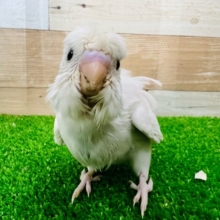 画像更新！ロックンロール‼︎リーゼントヘアーのダブルファクター羽衣セキセイインコのヒナ☆