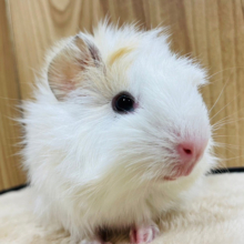 くるくるパーマのわたあめちゃん🍭☁️アビシニアンモルモット 男の子