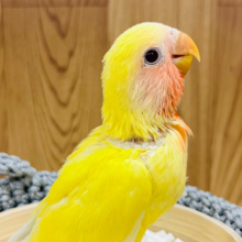 【最新画像更新🪄】季節外れのヒマワリ見つけた🌻♡コザクラインコ(ルチノー) ヒナ