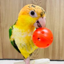 【最新画像更新🪄】表情豊か♡ベタ慣れ候補生🙋‍♀️シロハラインコ