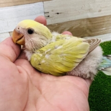 銀杏カラー？小桜インコのシナモンカラーの雛♡