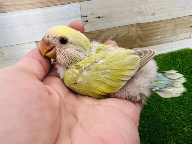 銀杏カラー?小桜インコのシナモンカラーの雛♡ 銀杏カラー?小桜インコのシナモンカラーの雛♡