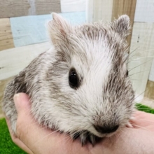 絶妙カラー♡ぐいぐい来るよ！イングリッシュモルモットの女の子