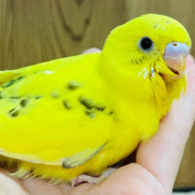 【最新画像更新🪄】季節外れのヒマワリ咲いたよ🌻セキセイインコ(ハルクイン) ヒナ