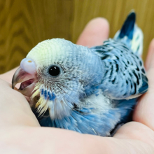 【最新画像更新🪄】わた毛マフラー巻いてます♡セキセイインコ(イエローフェイスバイオレットオパーリン) ヒナ