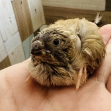 色変わりだよ〜キンカ鳥の雛入舎です！