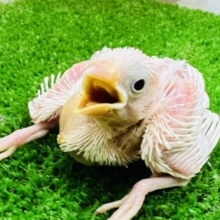 プュアな白文鳥の雛♡入舎しました〜